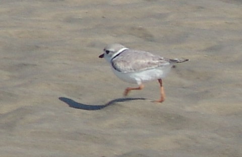 piping plover 21 Mar 2010 003 480