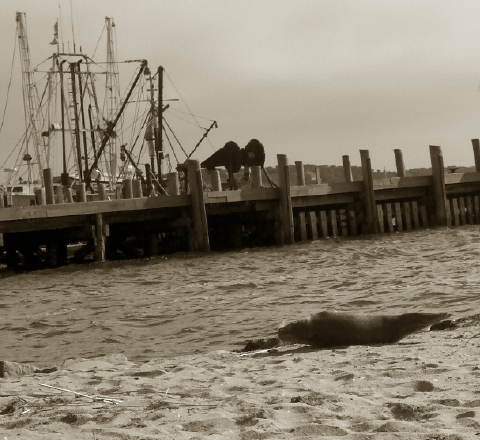 harbor seal 25 Oct 2010 001 480