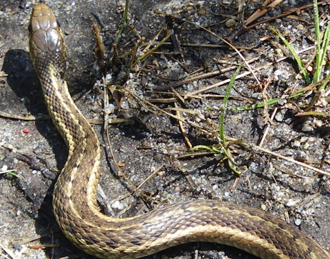 garter snake 17 Apr 2011 002 closeup 480