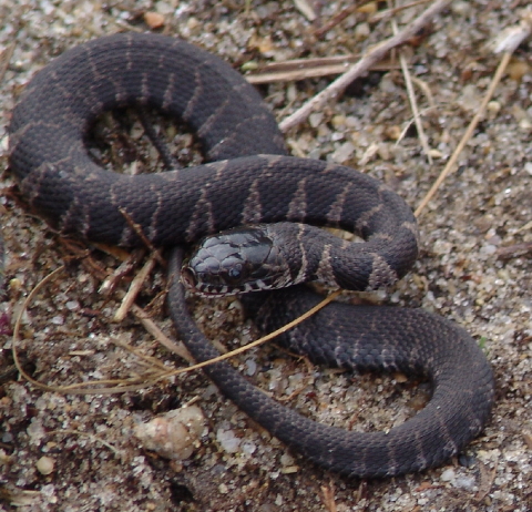 juvenile bog snake 002 480