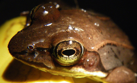 wood frog apr 11 001 cropped 480