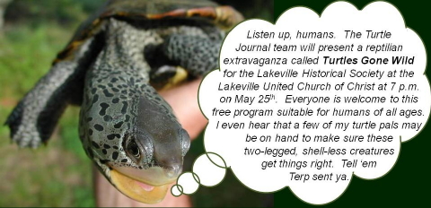Turtle Speaks Lakeville Historical Society 480