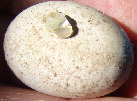 pipped terrapin egg 480