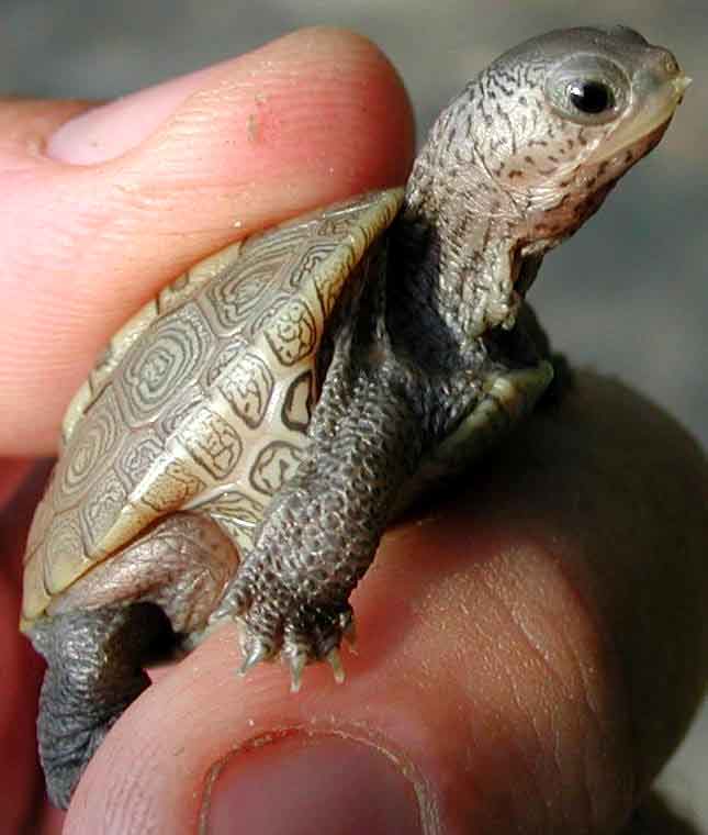 First Terrapin Hatchlings of 2002 -- 17 August 2002