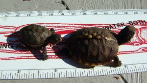 Eastern Box Turtle « Turtle Journal