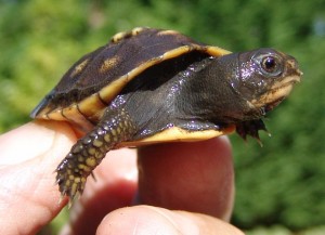 Eastern Box Turtle « Turtle Journal