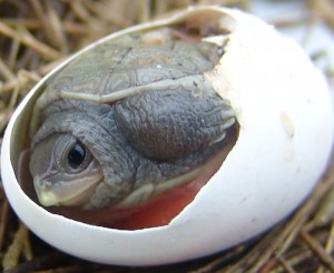 Rescuing Premature Hatchling from Lethal Predators Large and Small ...