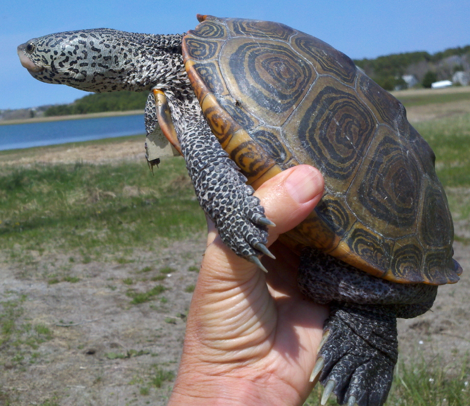 Mating Aggregation Builds in Wellfleet Bay « Turtle Journal